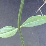 Valeriana dentata Blatt