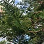 Araucaria heterophyllaLevél