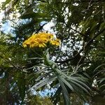 Faujasia salicifolia Kwiat