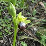 Ophrys fuscaÇiçek