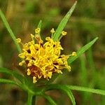 Bidens bipinnata Flower