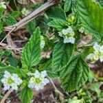 Lippia javanica Levél