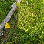 Ranunculus breyninus Hàbitat