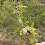 Prunus dulcis Плід