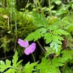 Geranium robertianumКветка