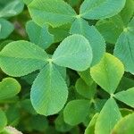 Trifolium resupinatum Листок