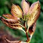 Hydrangea macrophyllaLeaf