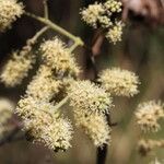 Combretum collinum Flower