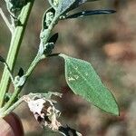 Chenopodium vulvaria Leaf