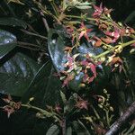 Sterculia pruriens Flower