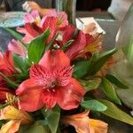 Alstroemeria spp. Кветка