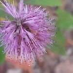 Elsholtzia stauntonii Flor