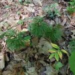 Lycopodium dendroideum Foglia