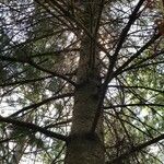 Abies balsamea 形态