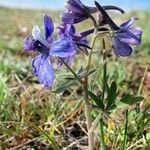 Delphinium depauperatum Агульны выгляд