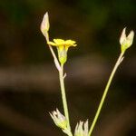 Linum trigynum Escorça