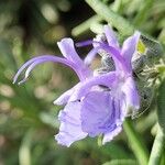 Salvia jordanii ফুল
