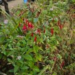 Fuchsia triphylla Blomst