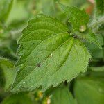 Galinsoga quadriradiata Leaf