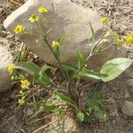 Ranunculus ophioglossifolius Sonstige