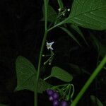 Solanum anguivi Other