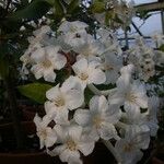 Rhododendron lambianum