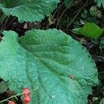 Arctium nemorosum Листок