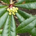 Berberis julianae Blüte