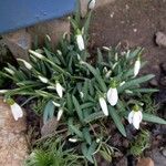 Galanthus plicatus ᱛᱟᱦᱮᱸ