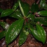Hymenandra squamata List