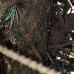 Picea pungens Corteccia