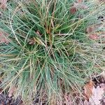 Carex remota Folla