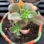 Aeonium leucoblepharum برگ