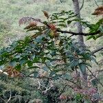 Acrocarpus fraxinifolius Blad