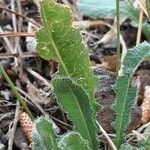 Hieracium gouanii Blatt