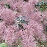 Cotinus coggygriaFlor