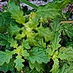 Dysphania pumilio Hoja