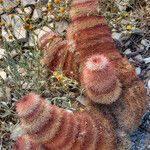 Echinocereus dasyacanthus Хабит