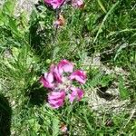 Pedicularis mixta Flower