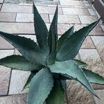 Agave asperrima Leaf