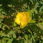 Hypericum patulum Flower