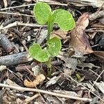 Aristolochia fimbriata Leaf