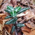 Chimaphila maculata Hoja