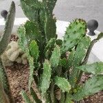 Opuntia monacantha 整株植物