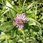 Trifolium mediumBlüte