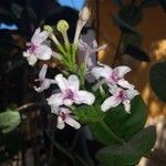 Pseuderanthemum carruthersiiFleur