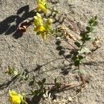 Linaria thymifolia Flor