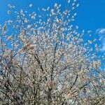 Prunus hirtipes