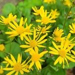 Senecio ampullaceus Кветка