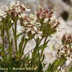 Saponaria lutea Hábito